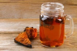 Chaga Pilz kaufen