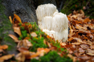 Hericium kaufen