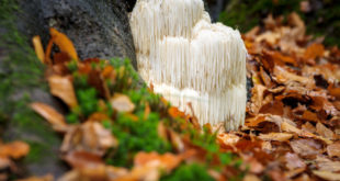 Hericium kaufen