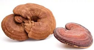 Reishi Pilz kaufen